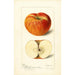 Reproductie van het schilderij Malus domestica Ralls - Deborah Griscom Passmore