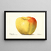 Malus domestica Reinette Gris - Deborah Griscom Passmore — ingelijst kunstwerk aan de muur