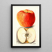 Reproductie van het schilderij Malus domestica Spokane - Deborah Griscom Passmore