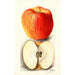 Reproductie van het schilderij Malus domestica Spokane - Deborah Griscom Passmore