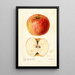 Reproductie van het schilderij Malus domestica Wine - Deborah Griscom Passmore