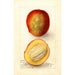 Reproductie van het schilderij Mangifera indica Perrine - Deborah Griscom Passmore