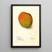 Reproductie van het schilderij Mangifera indica Raja Purri - Deborah Griscom Passmore