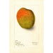 Reproductie van het schilderij Mangifera indica Raja Purri - Deborah Griscom Passmore