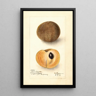 Deborah Griscom Passmore - Manilkara zapota No.webp