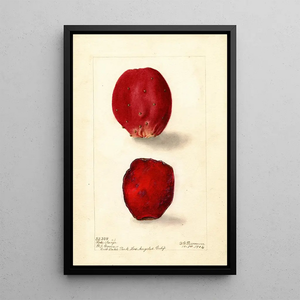 Deborah Griscom Passmore - Opuntia Rose Prickly Pear.webp