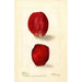 Reproductie van het schilderij Opuntia Roze Vijg van Barbary - Deborah Griscom Passmore