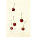 Prunus avium - Deborah Griscom Passmore — weergave van het kunstwerk