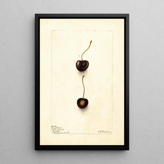 Deborah Griscom Passmore - Prunus avium Early Purple.webp