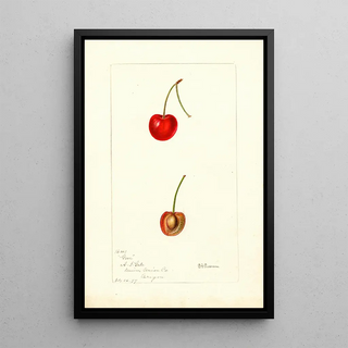 Deborah Griscom Passmore - Prunus avium Geer.webp