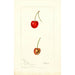 Reproductie van het schilderij Prunus avium Geer - Deborah Griscom Passmore