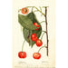 Prunus avium Rupp - Deborah Griscom Passmore — weergave van het kunstwerk