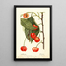 Prunus avium Rupp - Deborah Griscom Passmore — ingelijst kunstwerk aan de muur