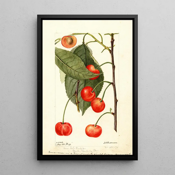 Deborah Griscom Passmore - Prunus avium Rupp.webp