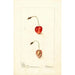 Prunus avium Shelton - Deborah Griscom Passmore — weergave van het kunstwerk