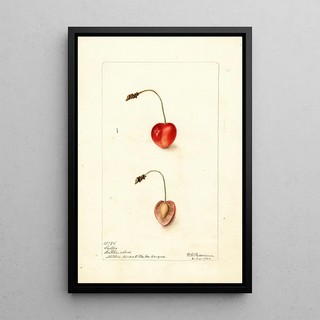 Deborah Griscom Passmore - Prunus avium Shelton.webp