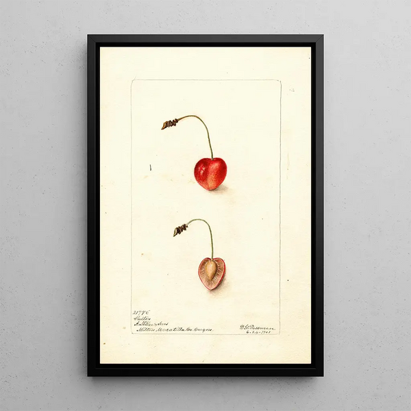 Deborah Griscom Passmore - Prunus avium Shelton.webp