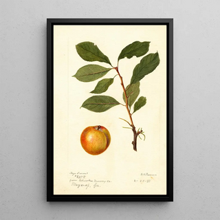 Deborah Griscom Passmore - Prunus domestica.webp