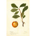 Reproductie van het schilderij Prunus domestica - Deborah Griscom Passmore