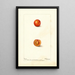 Prunus domestica Eagle - Deborah Griscom Passmore — ingelijst kunstwerk aan de muur