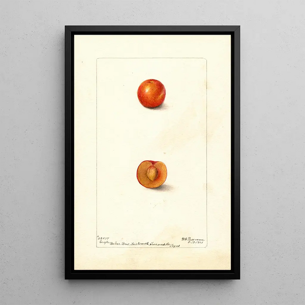 Deborah Griscom Passmore - Prunus domestica Eagle.webp