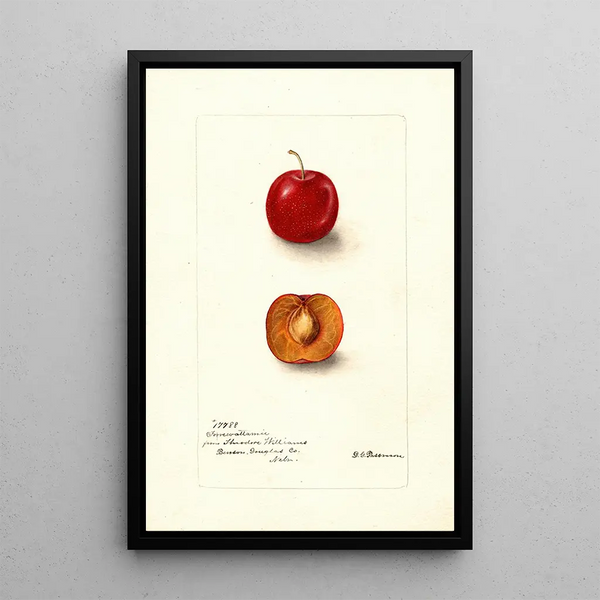 Deborah Griscom Passmore - Prunus domestica Forewattamie.webp