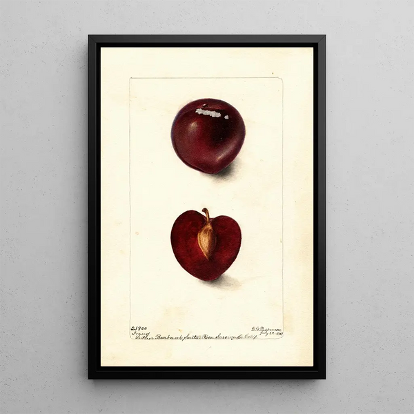 Deborah Griscom Passmore - Prunus domestica Fraud.webp