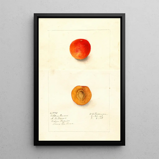 Deborah Griscom Passmore - Prunus domestica Golden Queen.webp