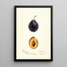 Prunus domestica Grand Duke - Deborah Griscom Passmore — ingelijst kunstwerk aan de muur