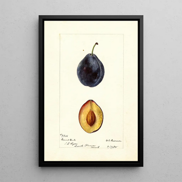 Deborah Griscom Passmore - Prunus domestica Grand Duke.webp