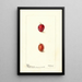 Prunus domestica Heaton - Deborah Griscom Passmore — ingelijst kunstwerk aan de muur