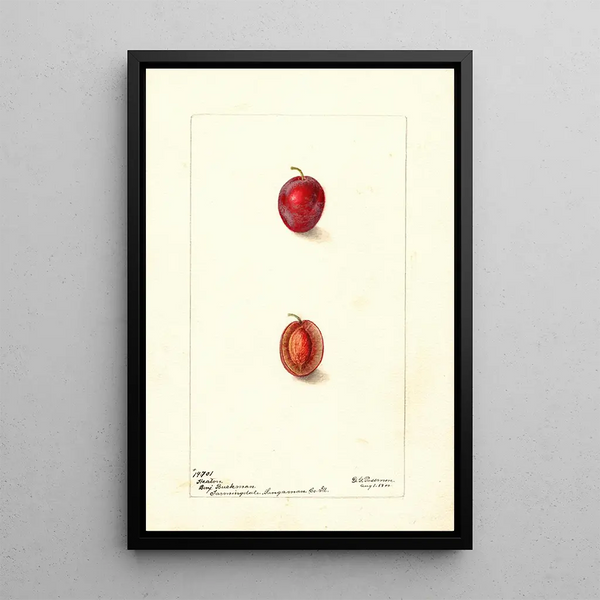 Deborah Griscom Passmore - Prunus domestica Heaton.webp