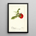 Prunus domestica Lannix - Deborah Griscom Passmore — ingelijst kunstwerk aan de muur