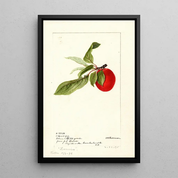 Deborah Griscom Passmore - Prunus domestica Lannix.webp
