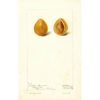 Deborah Griscom Passmore - Prunus domestica Moldavka.webp