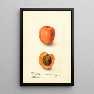 Deborah Griscom Passmore - Prunus domestica Montgamet.webp