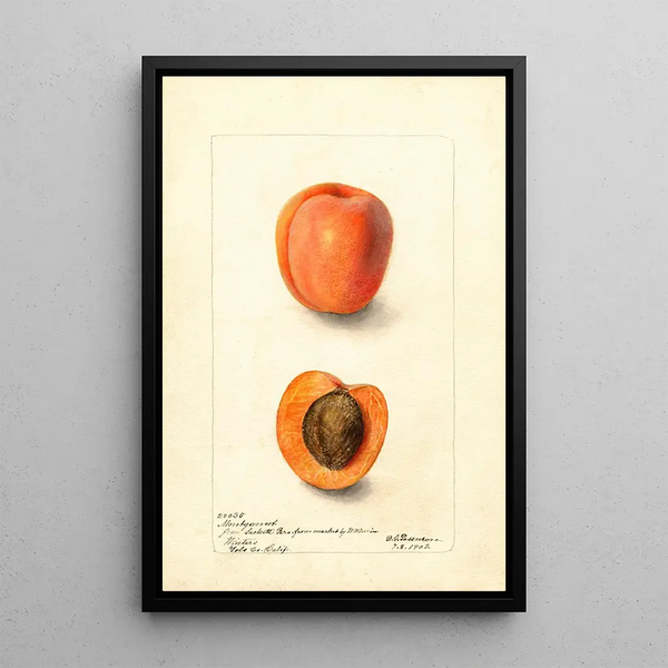 Deborah Griscom Passmore - Prunus domestica Montgamet.webp