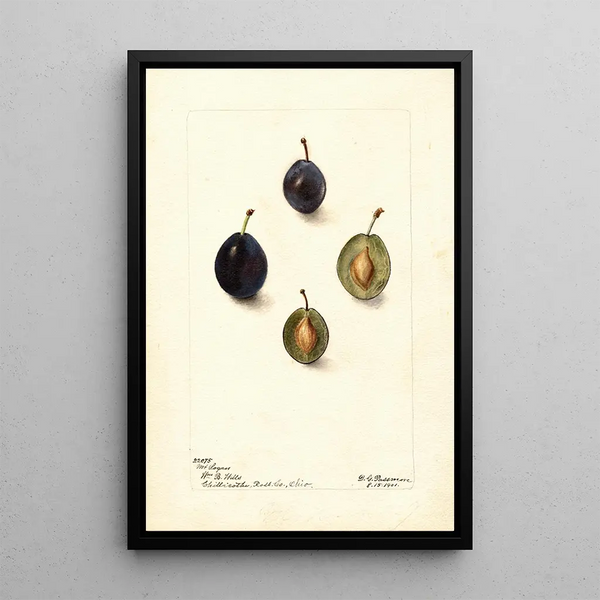 Deborah Griscom Passmore - Prunus domestica Mt.webp