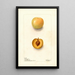 Reproductie van het schilderij Prunus domestica Normand - Deborah Griscom Passmore