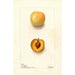 Reproductie van het schilderij Prunus domestica Normand - Deborah Griscom Passmore