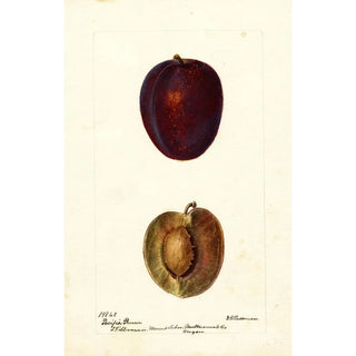 Deborah Griscom Passmore - Prunus domestica Pacific Prune.webp