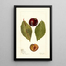 Reproductie van het schilderij Prunus domestica Pander - Deborah Griscom Passmore