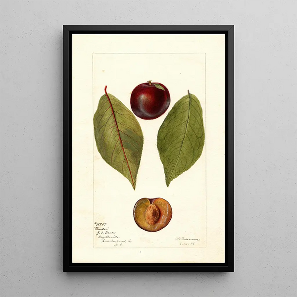 Deborah Griscom Passmore - Prunus domestica Pander.webp