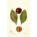 Reproductie van het schilderij Prunus domestica Pander - Deborah Griscom Passmore