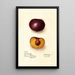 Prunus domestica Simon - Deborah Griscom Passmore — ingelijst kunstwerk aan de muur