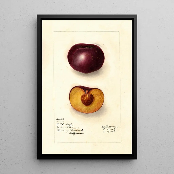 Deborah Griscom Passmore - Prunus domestica Simon.webp
