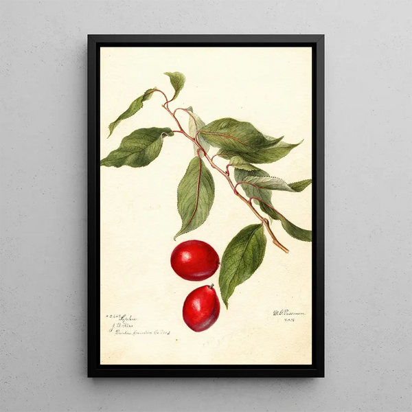 Deborah Griscom Passmore - Prunus domestica Sophie.webp