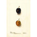 Prunus domestica Thanksgiving Prune - Deborah Griscom Passmore — weergave van het kunstwerk