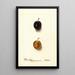 Prunus domestica Thanksgiving Prune - Deborah Griscom Passmore — ingelijst kunstwerk aan de muur