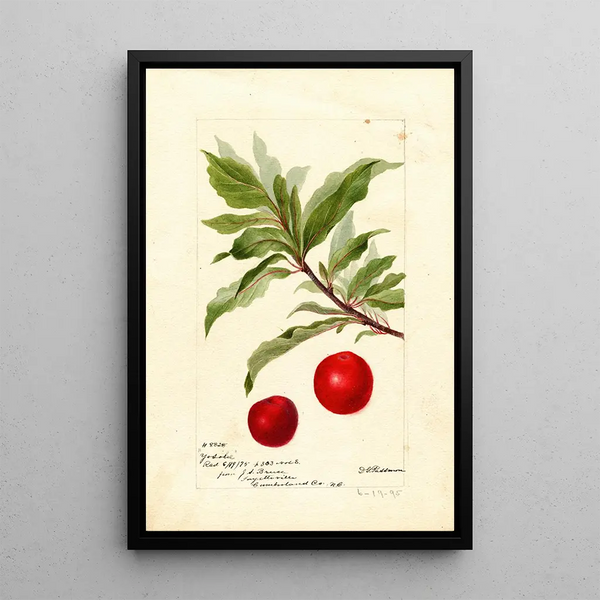Reproductie van het schilderij Prunus domestica Yosobe - Deborah Griscom Passmore